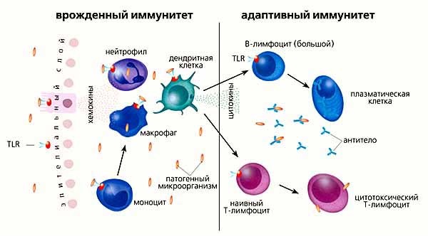 Какие бываю виды иммунитета