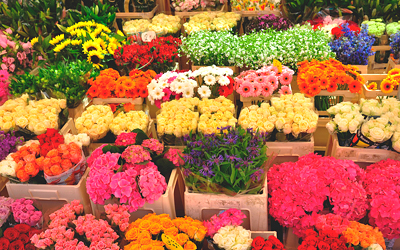 Как выбрать свежие розы или тюльпаны при покупке