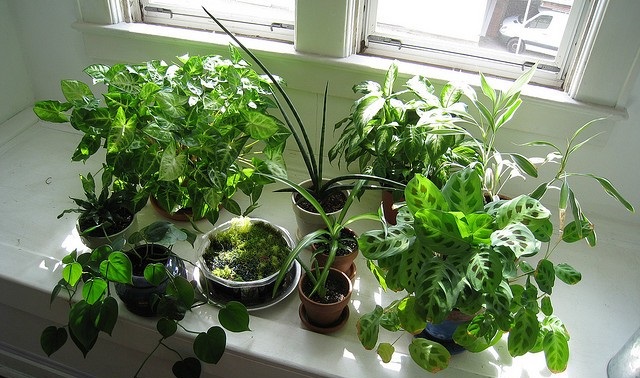 Самые полезные комнатные растения для дома и здоровья