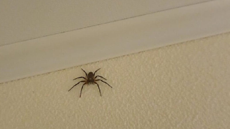 Эффективные способы избавиться от пауков в доме
