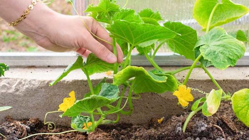 Идеальные грядки под огурцы — как правильно высаживать растения в теплицу и на открытый грунт