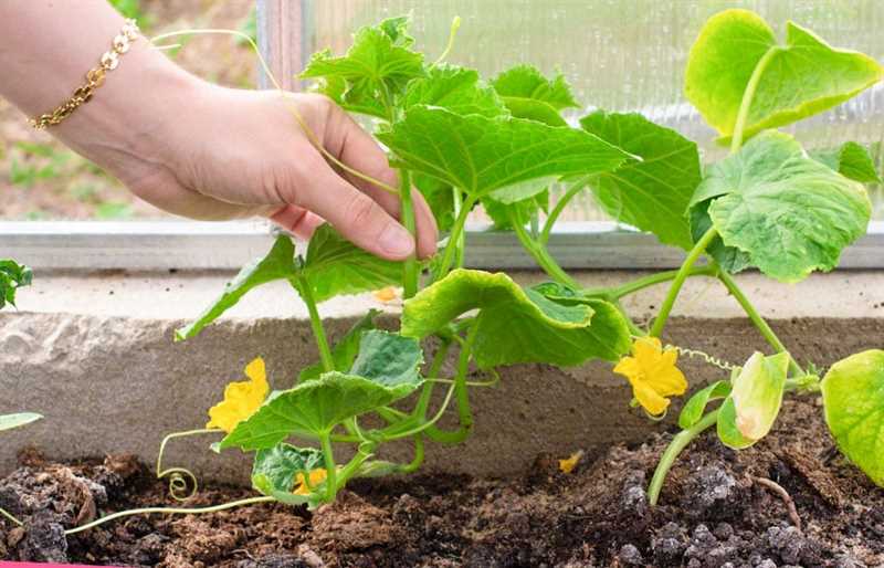 Идеальные грядки под огурцы — как правильно высаживать растения в теплицу и на открытый грунт