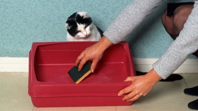 Основные методы и советы как мыть кошачий лоток