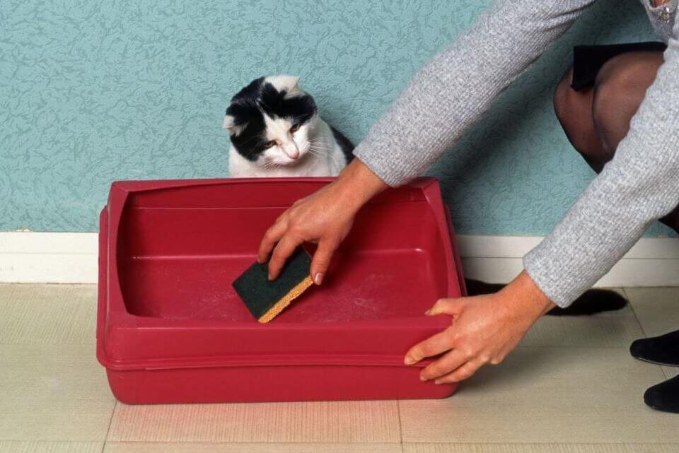 Основные методы и советы как мыть кошачий лоток