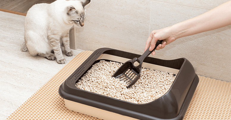 Эффективные методы генеральной уборки кошачьего лотка